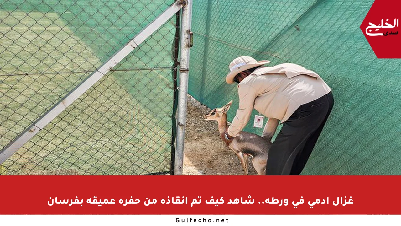 غزال إدمي في ورطة.. شاهد كيف تم إنقاذه من حفرة عميقة بفرسان